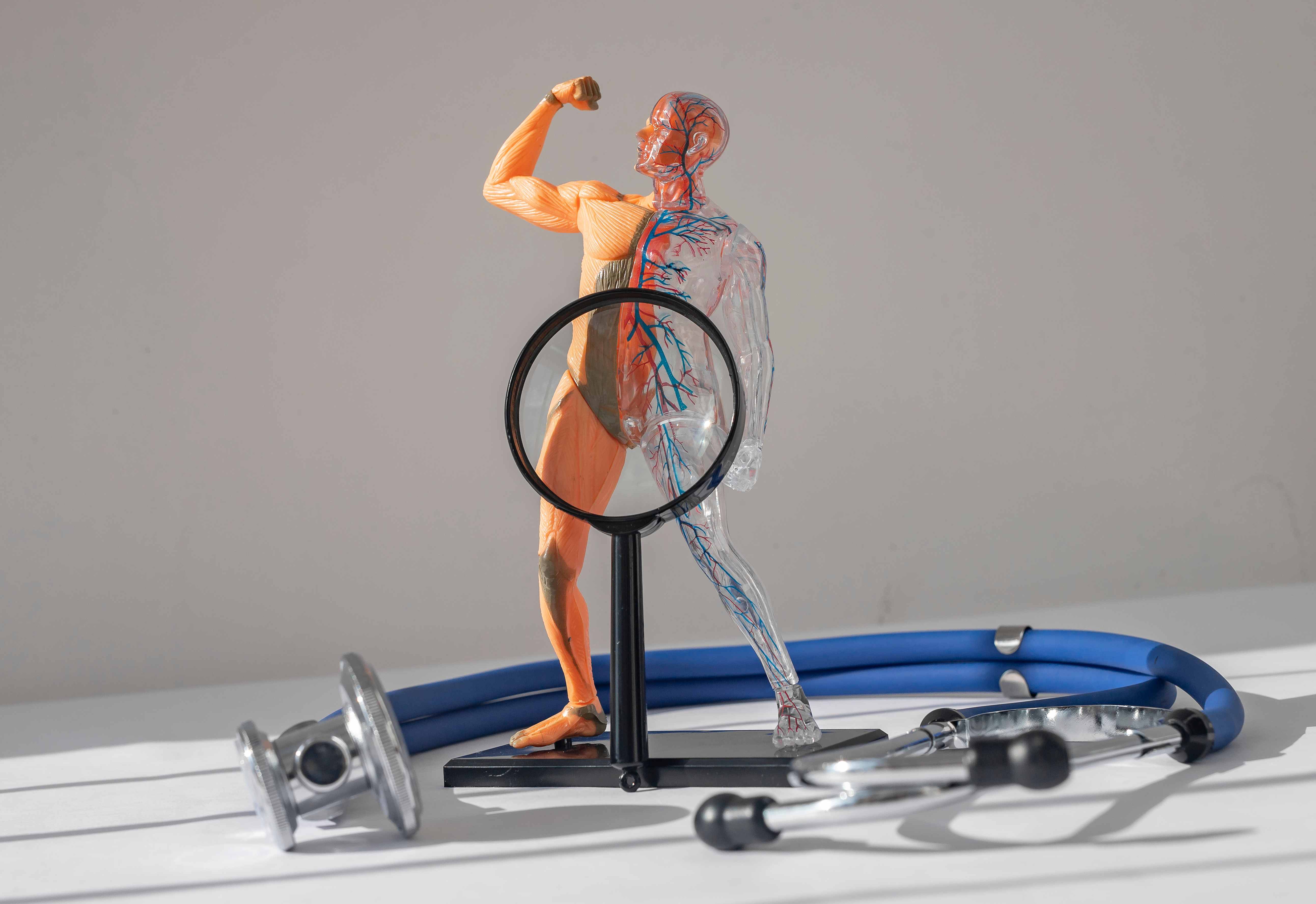 Строение и функции мышц кора